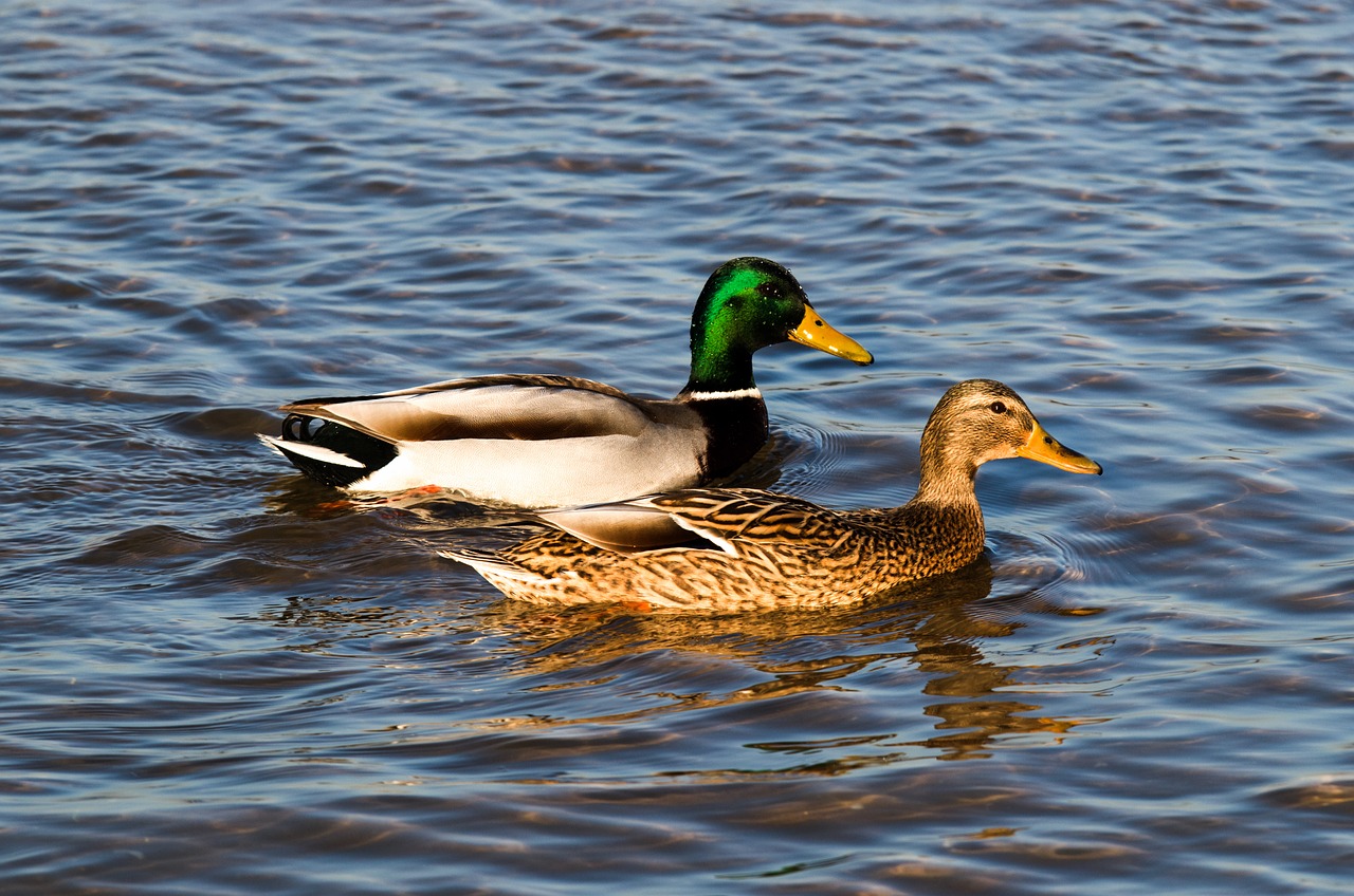 duck water ducks free photo