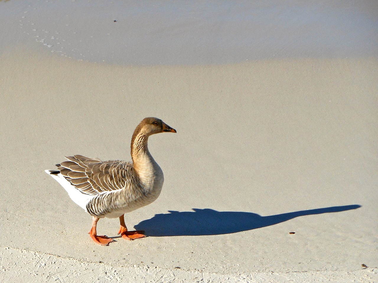 duck bird sea free photo