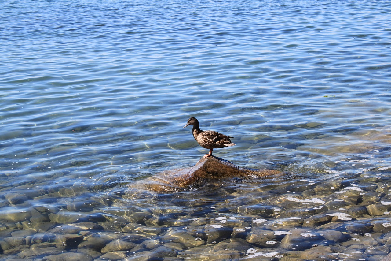 duck lake water free photo