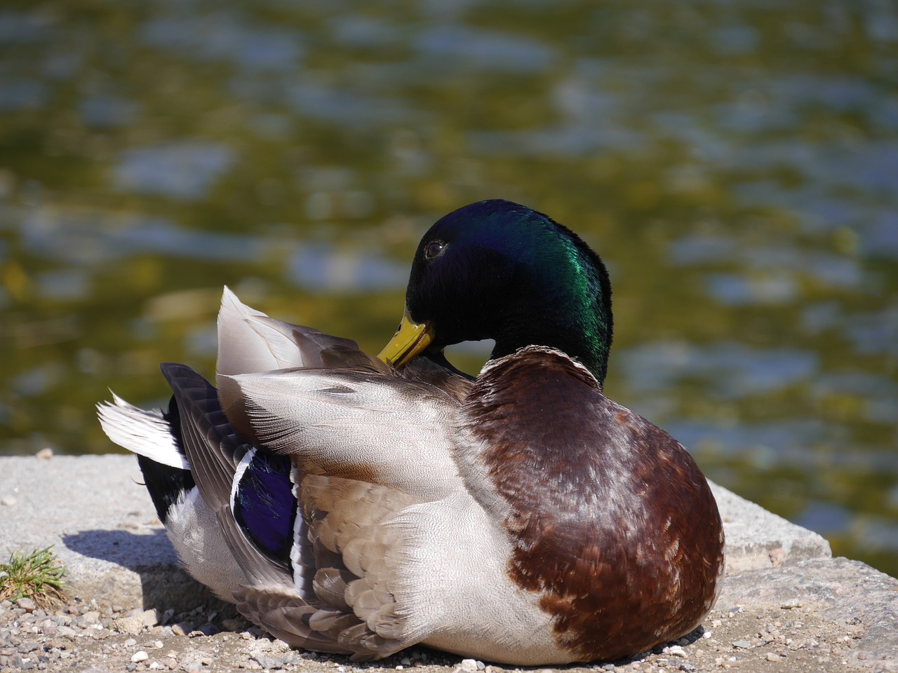 duck bird animal free photo