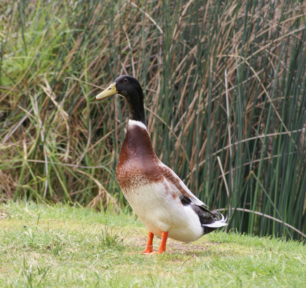 duck pond male free photo