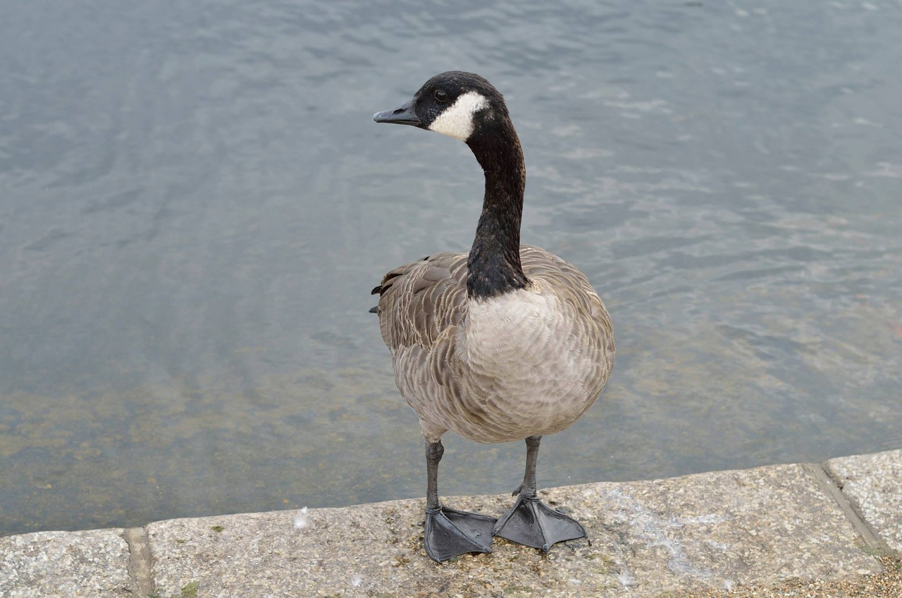 duck bird wild duck free photo