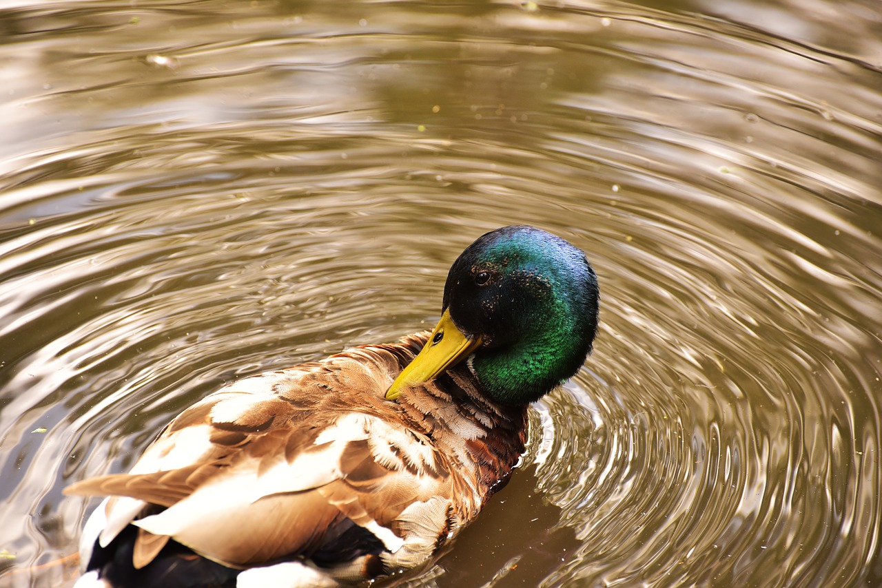 duck water bird water free photo