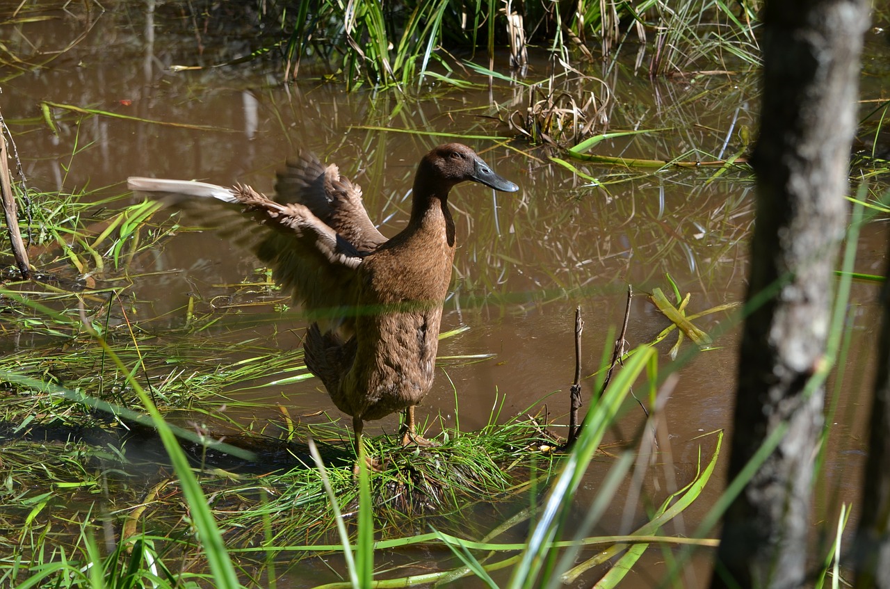 duck,flapping wings,ducks,animal,nature,bird,duck bird,water,pond,summer,re...
