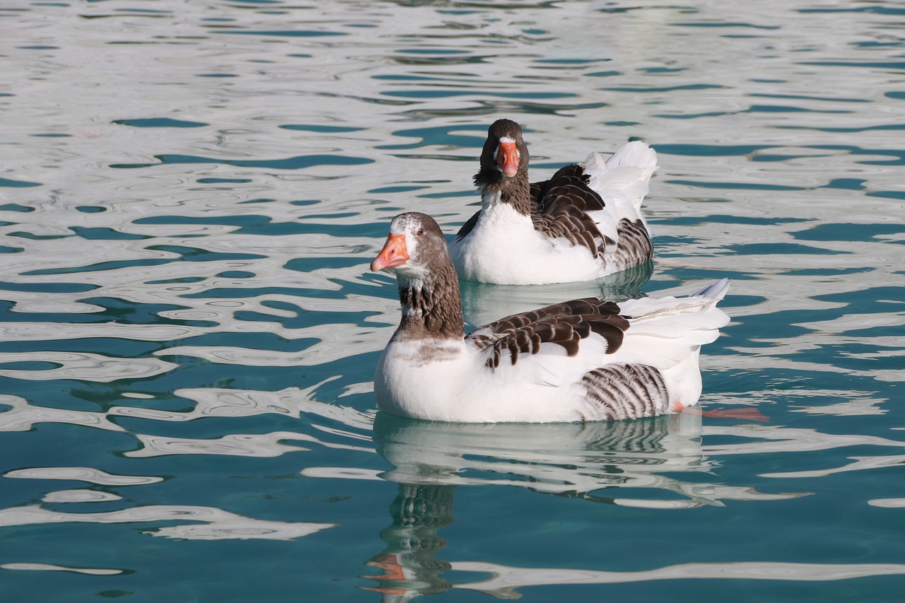 duck marine bird free photo