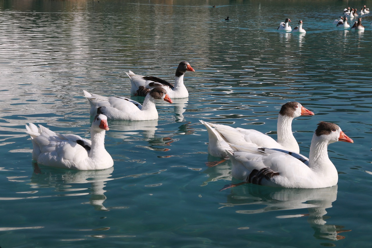 duck marine bird free photo