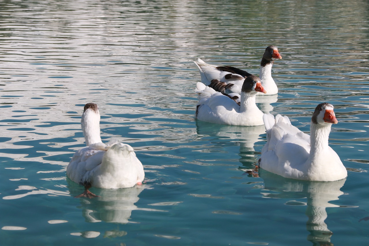 duck marine bird free photo