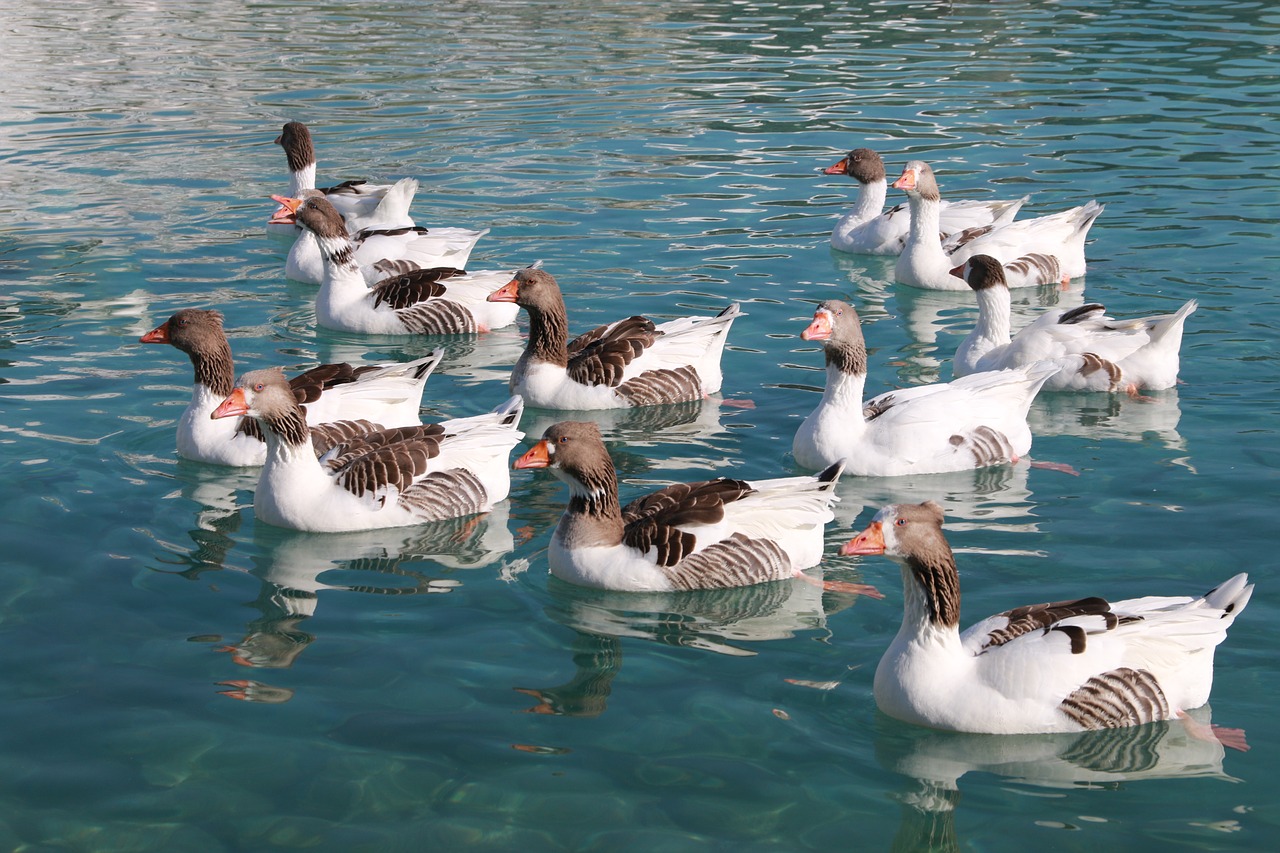 duck marine bird free photo