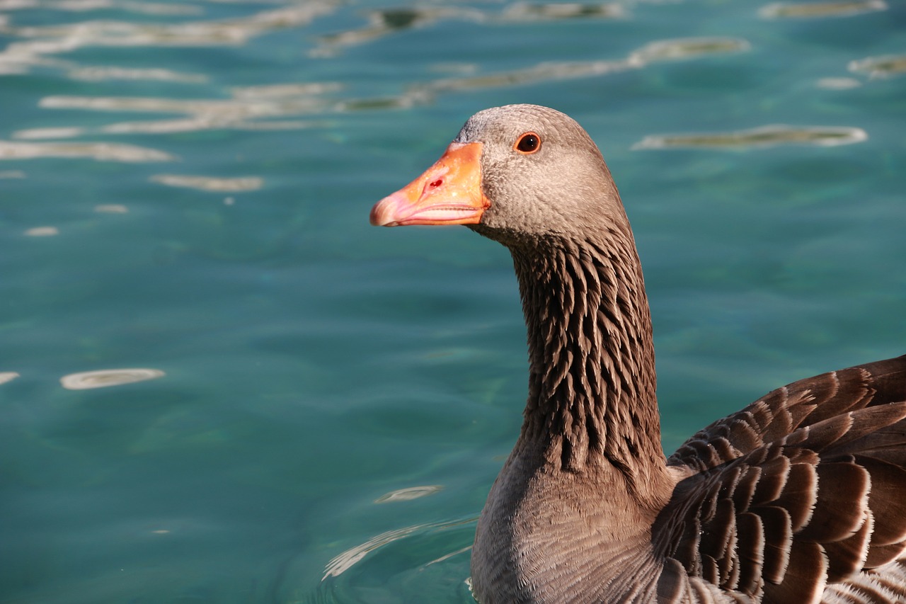 duck marine bird free photo