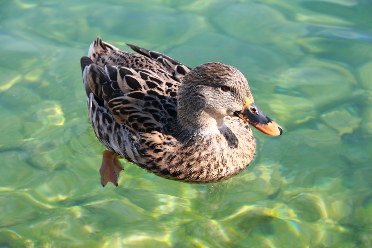 duck marine bird free photo