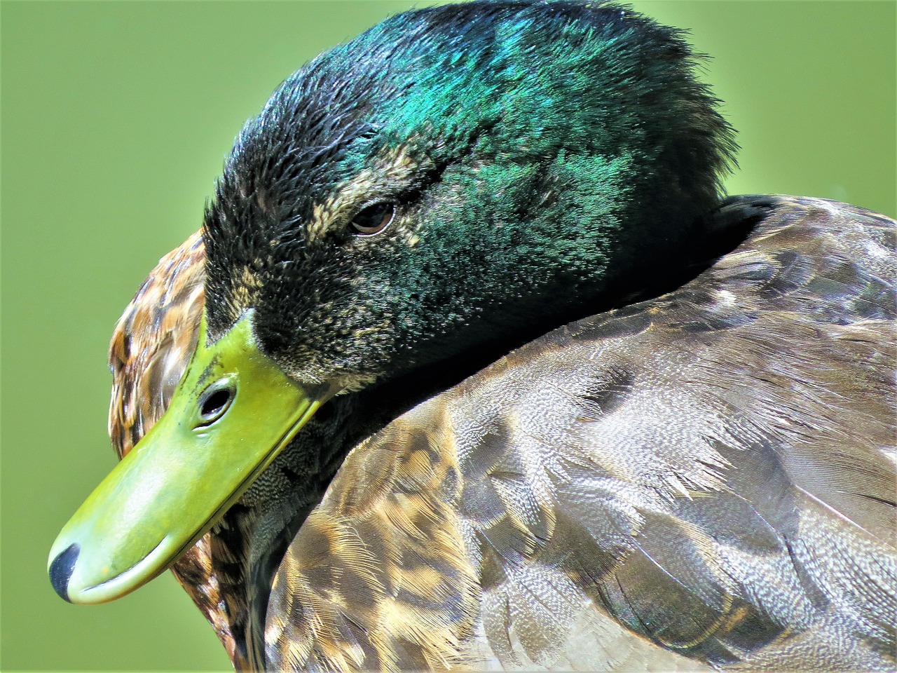 duck wild emerald free photo