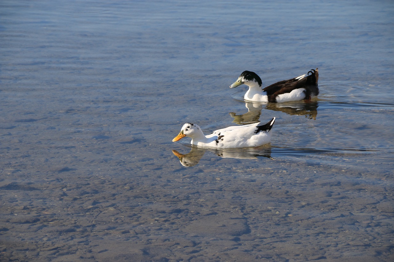 duck marine bird free photo