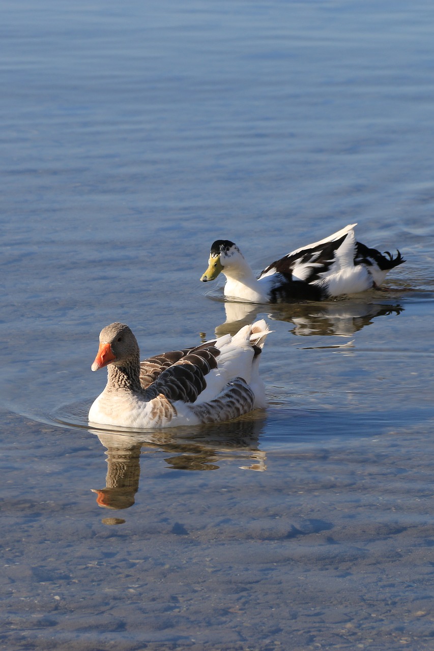 duck marine bird free photo