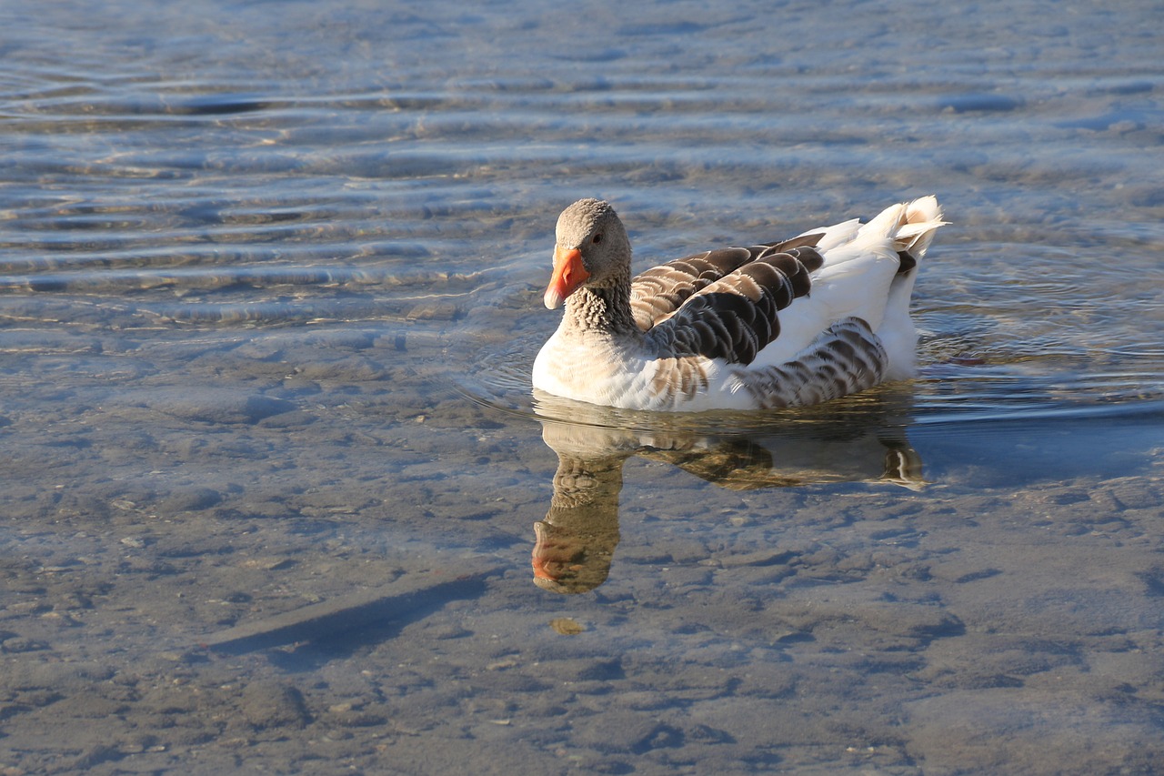 duck marine bird free photo