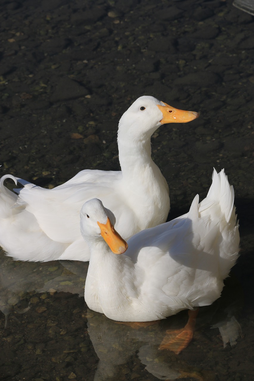 duck marine bird free photo