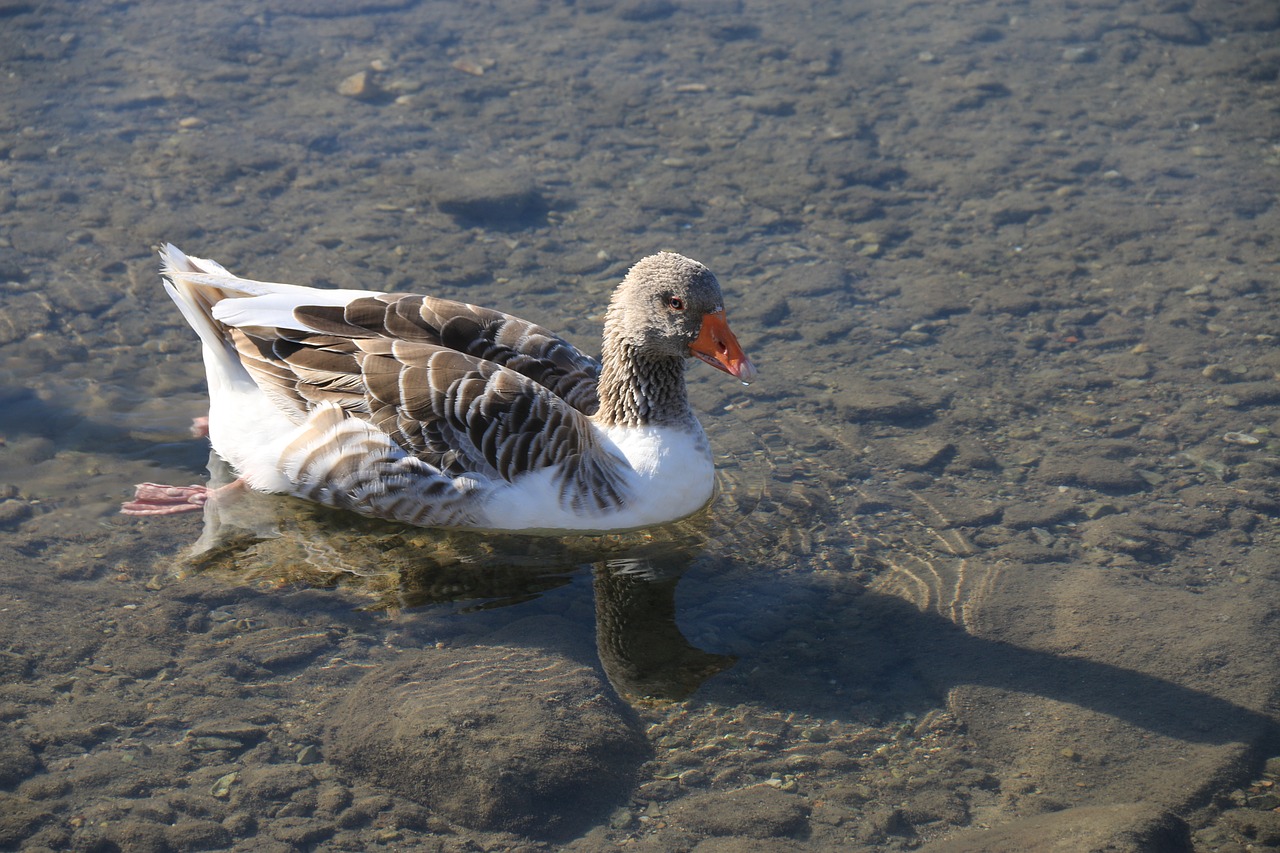 duck marine bird free photo