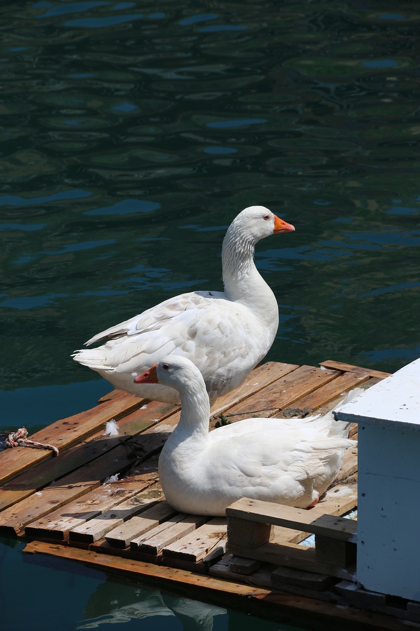 duck marine bird free photo