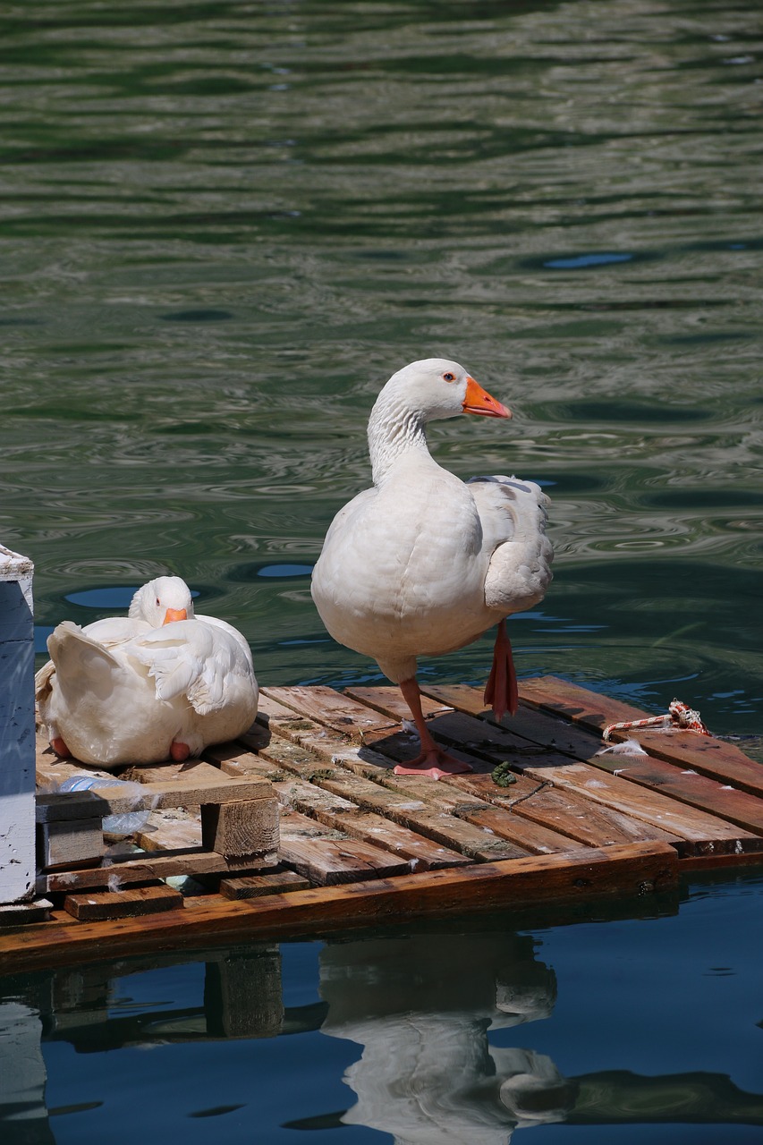 duck marine bird free photo