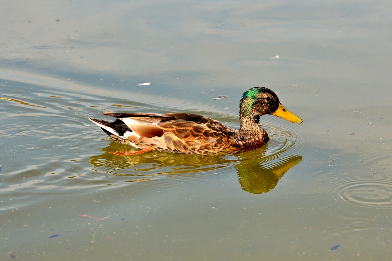 duck mallard water bird free photo