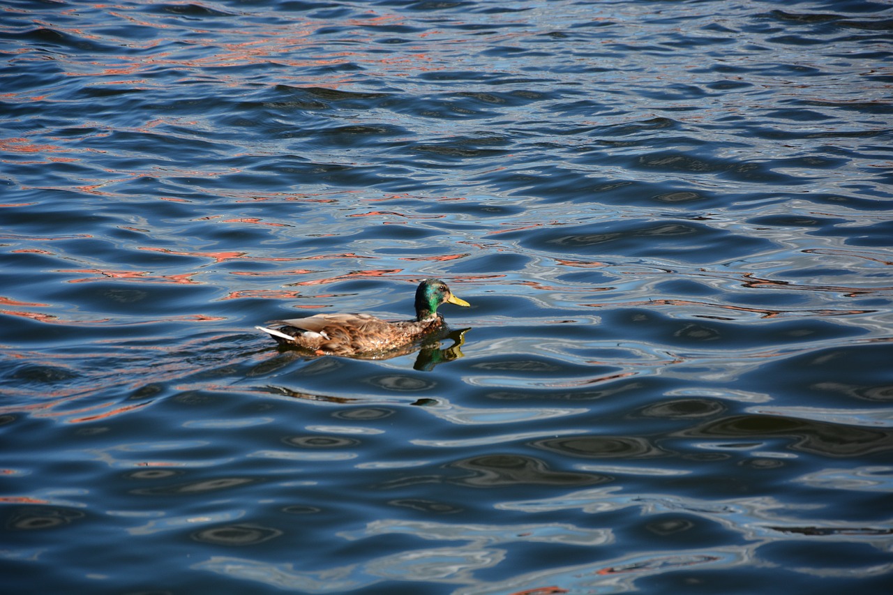 duck sea water free photo