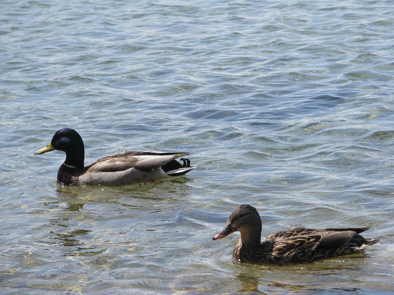 duck lake water free photo