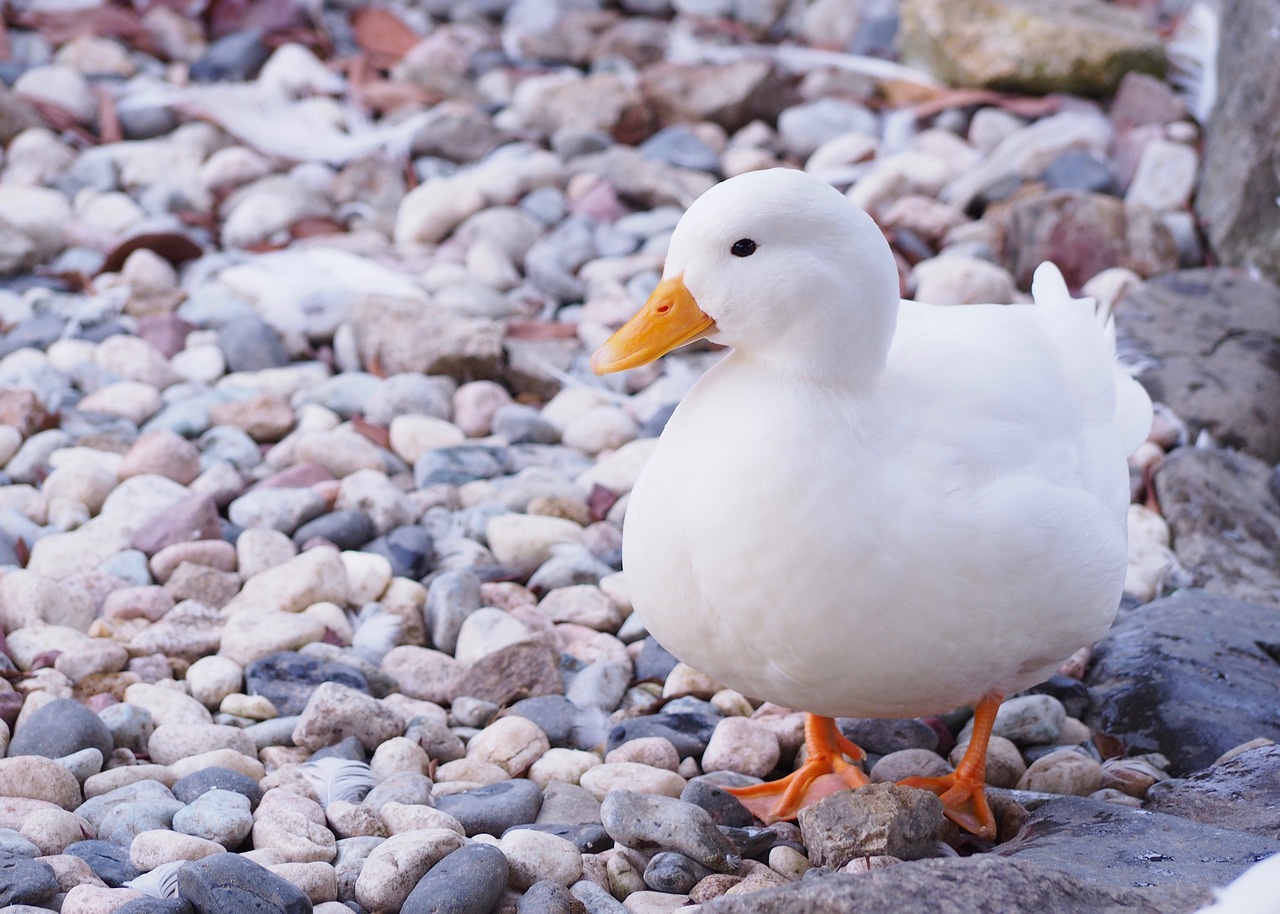 duck 家鴨 鶩 free photo