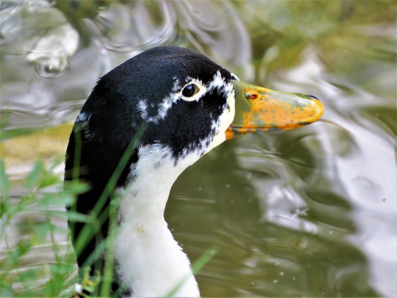 duck water fowl close up free photo