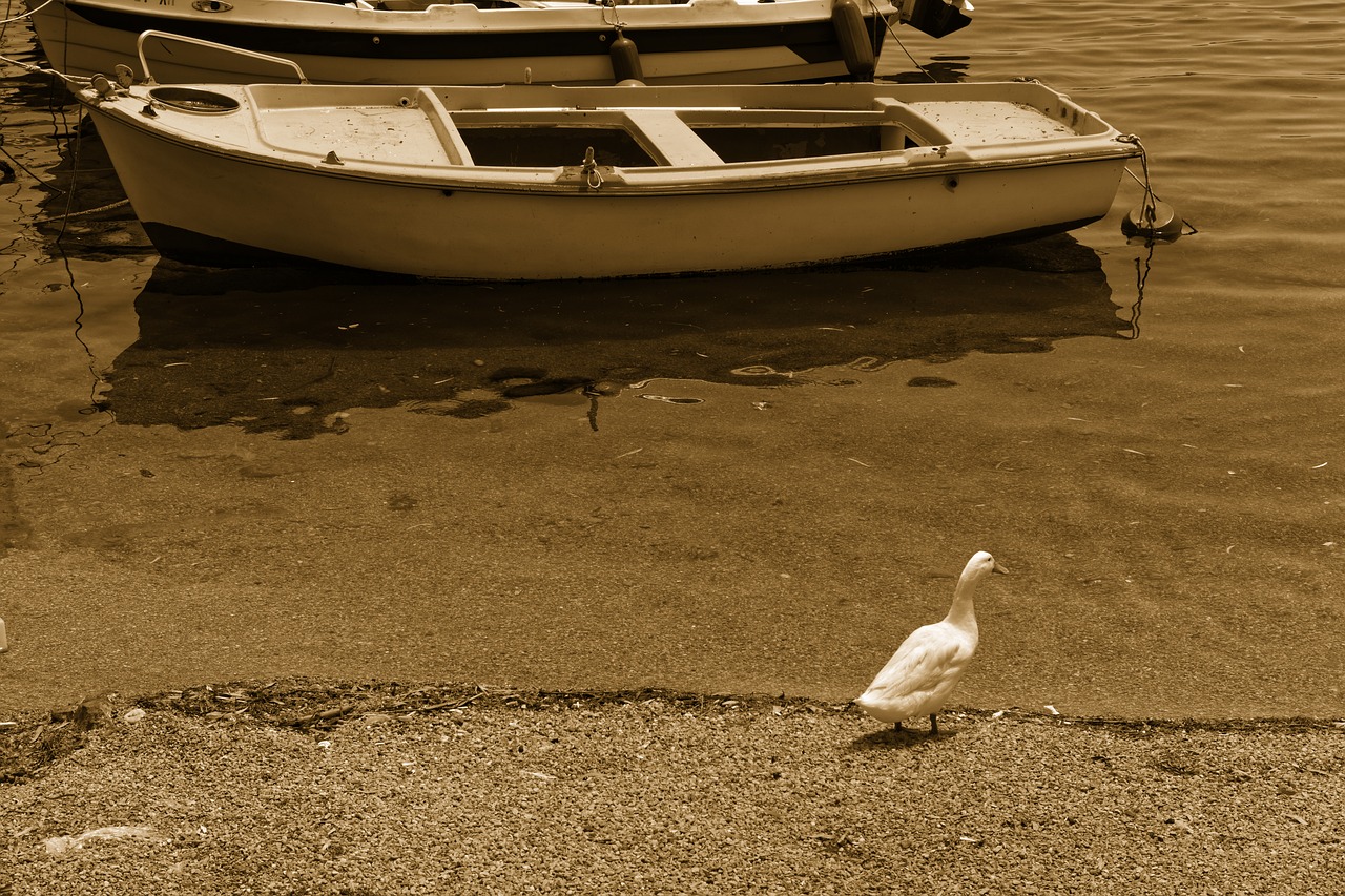 duck bird lake free photo