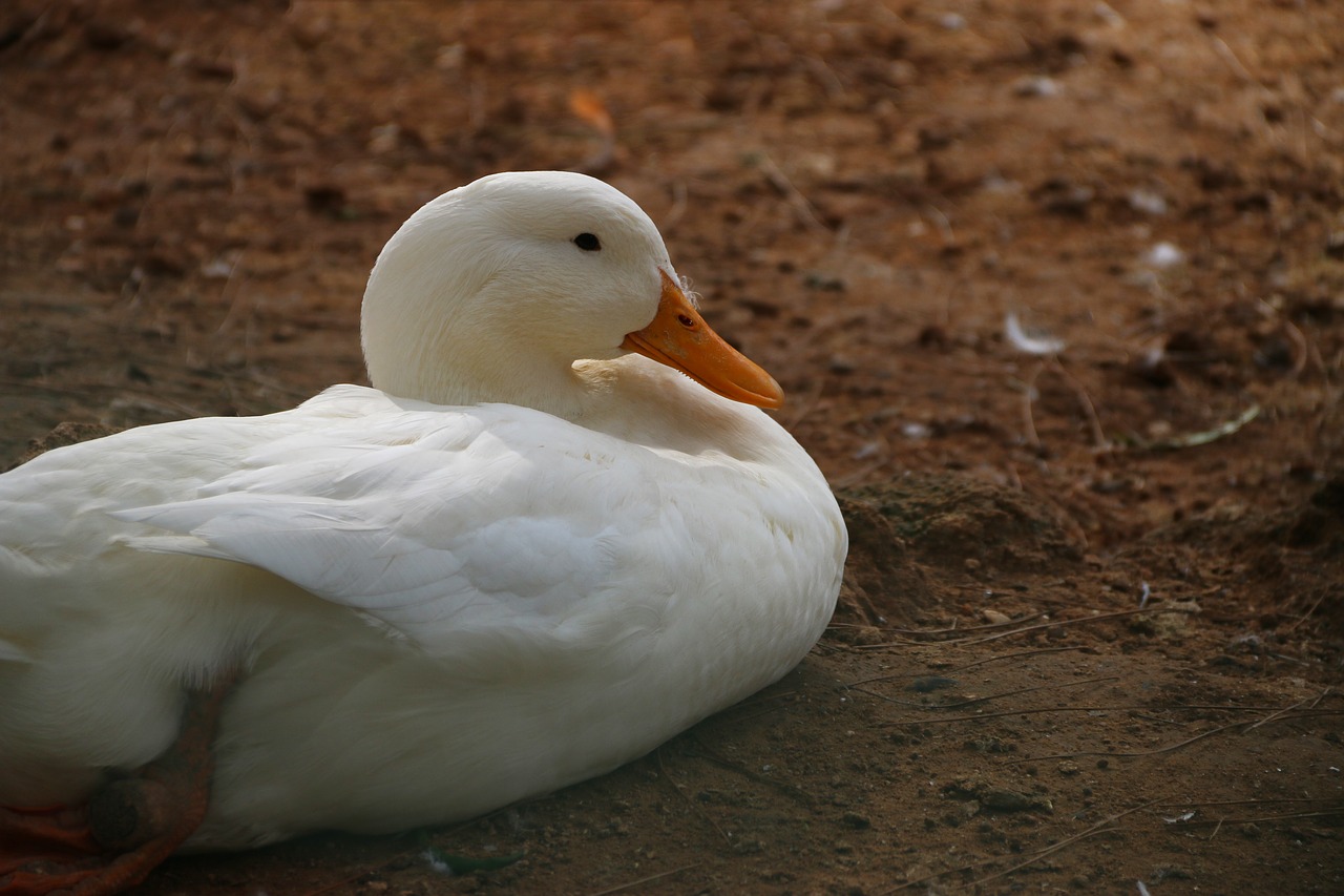 duck white animal free photo