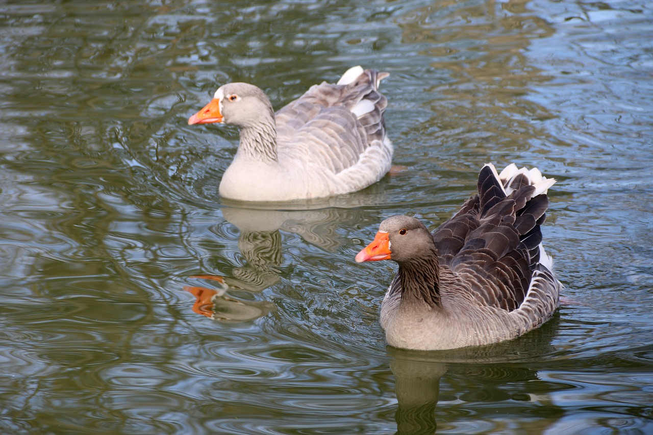 duck bird animal free photo