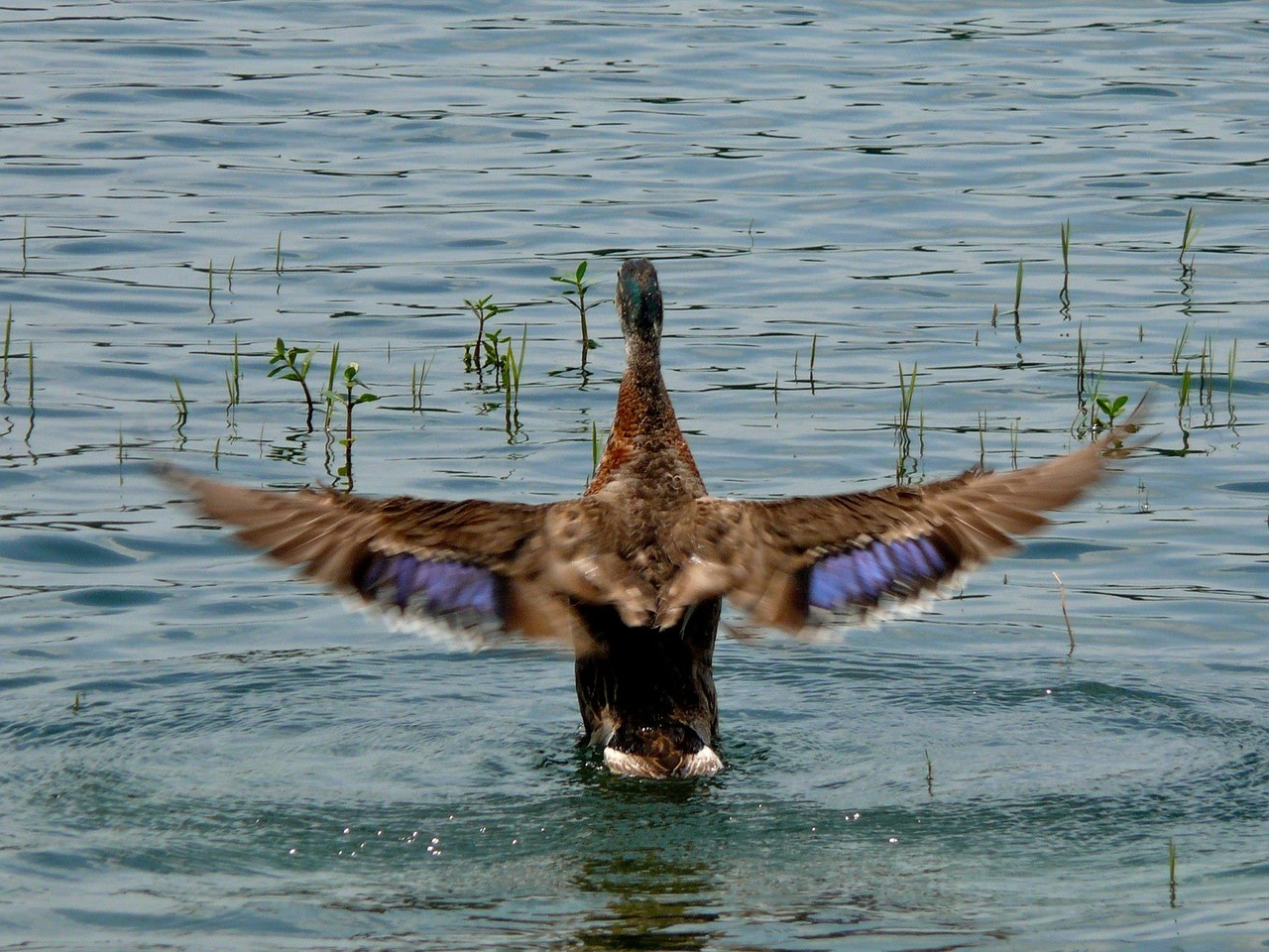 duck lake wildlife free photo