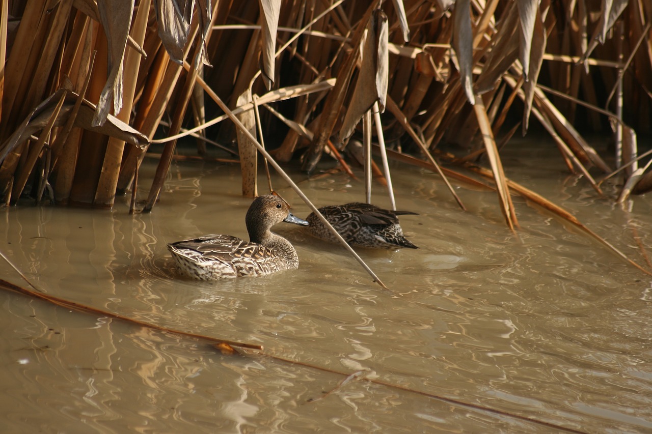 duck teal mallard free photo