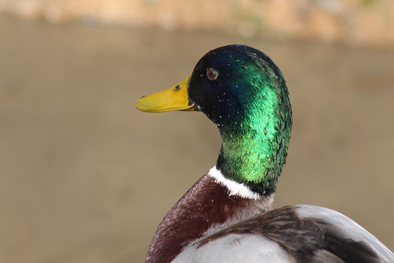 duck bird animal free photo