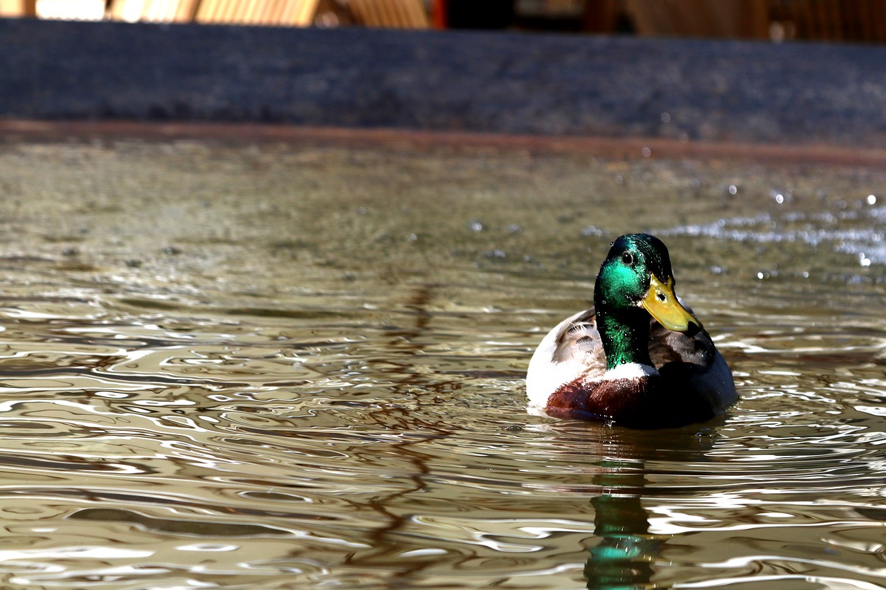 duck fountain constance free photo