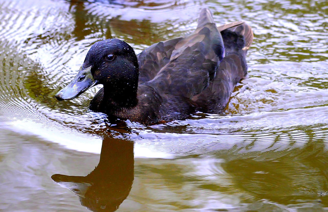 duck water animal free photo