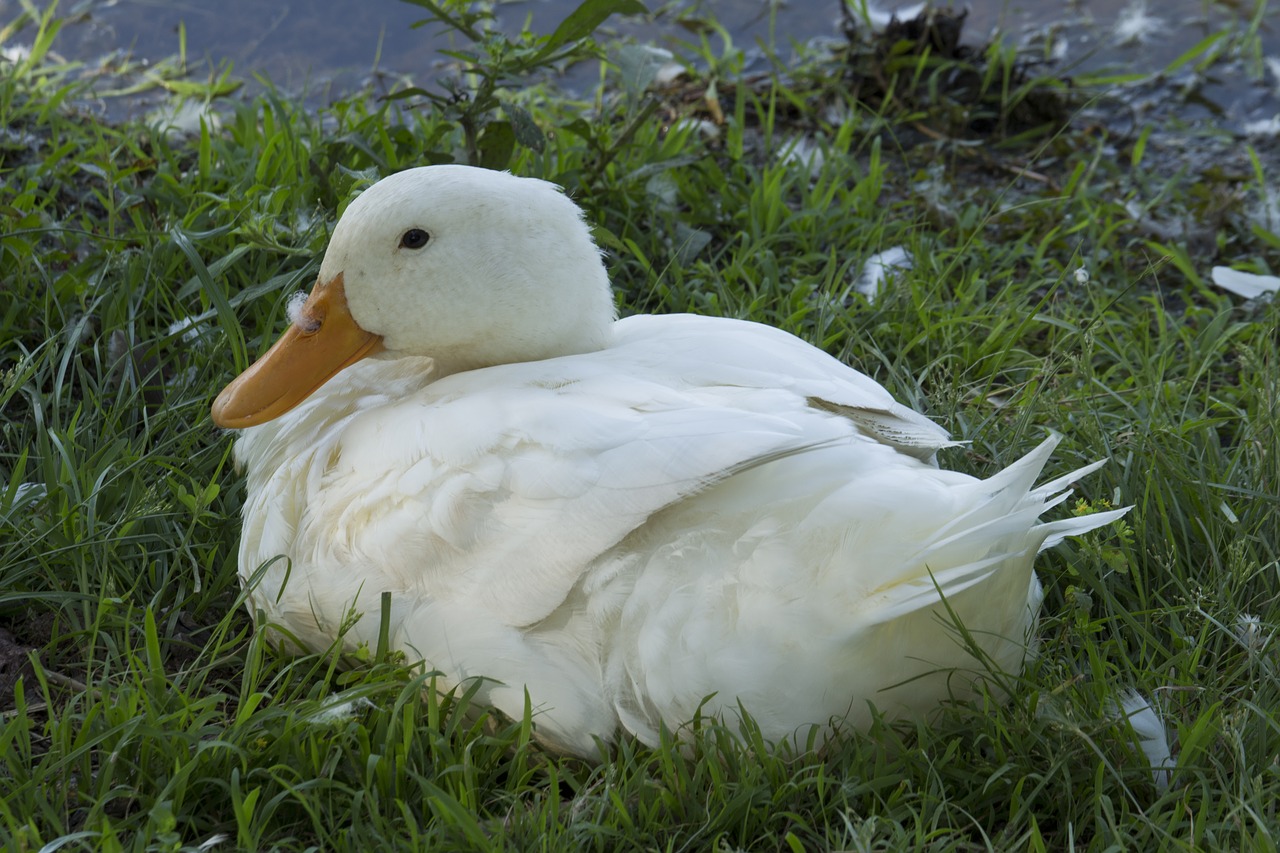 duck bird wildlife free photo