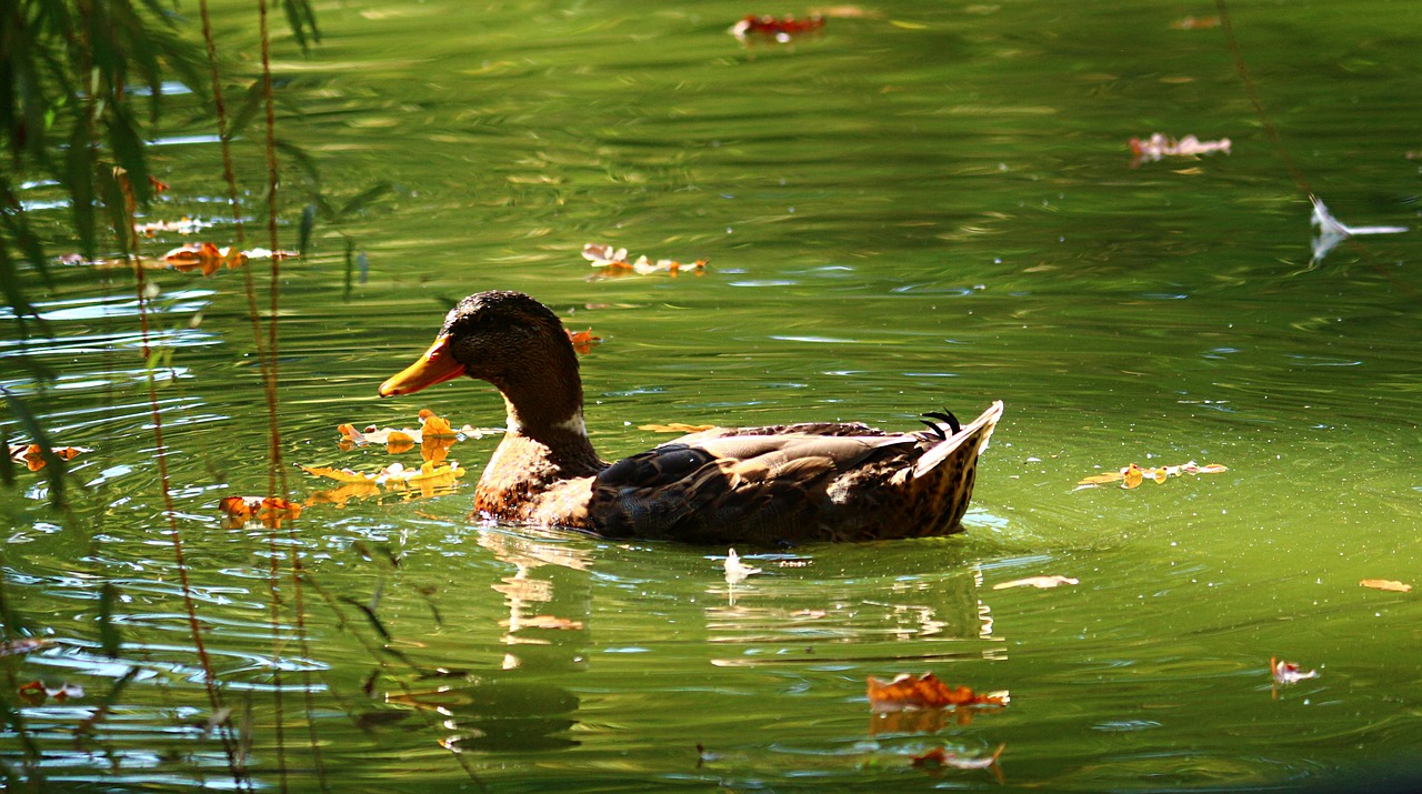 duck park water free photo