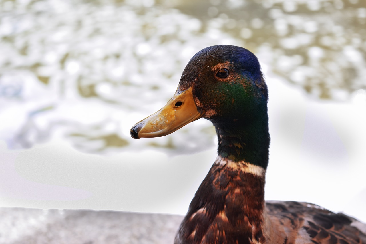 duck drake mallard free photo
