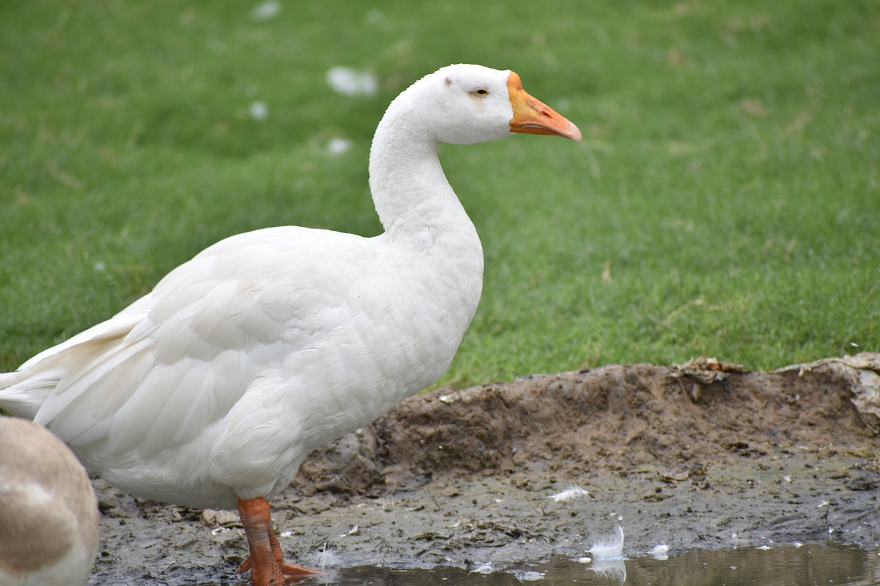 duck white duck bird free photo