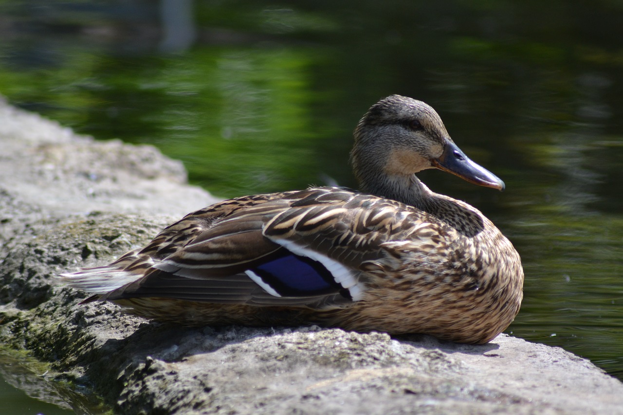 duck mallard pond free photo