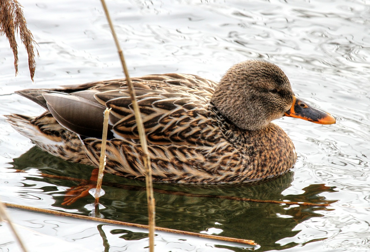 duck ducks animal free photo