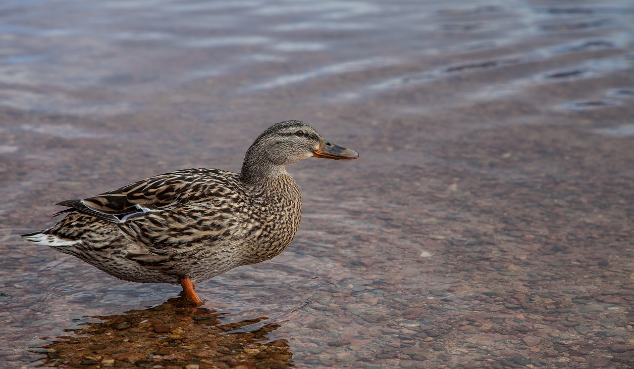 duck water animal free photo