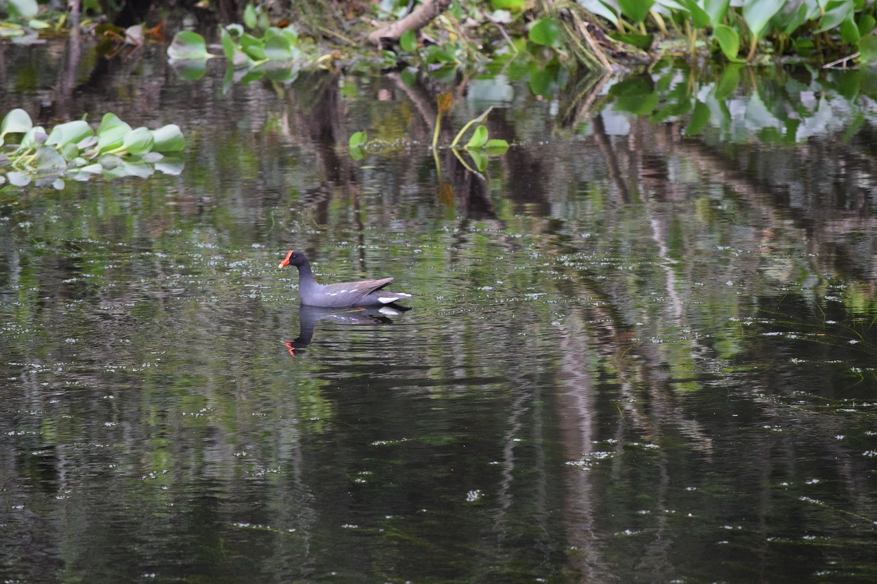 duck lake bird free photo