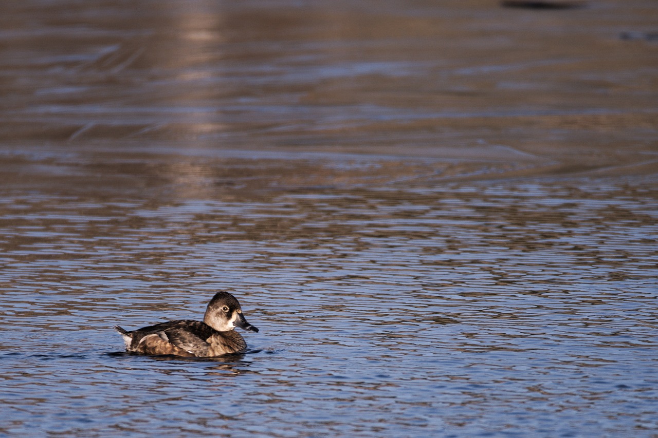 duck water mallard free photo