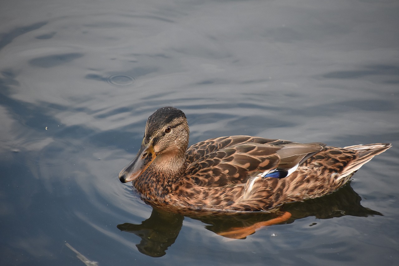 duck close-up swim free photo