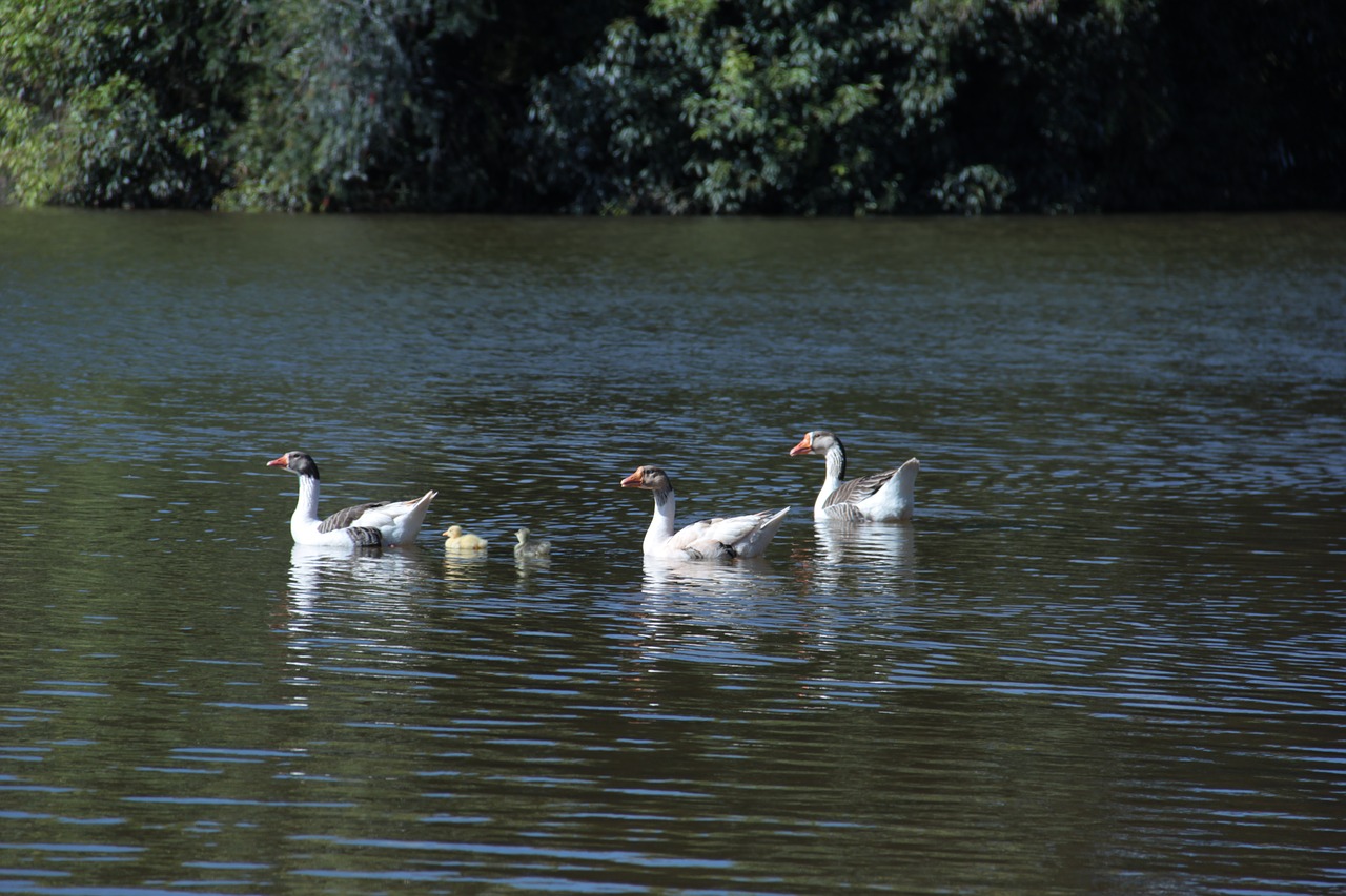 duck ducks nature free photo