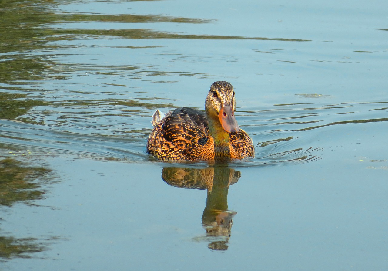 duck waterfowl pond free photo