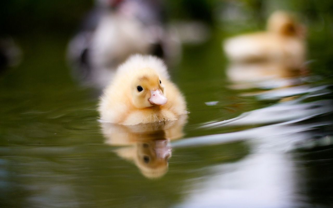 duck water nature free photo