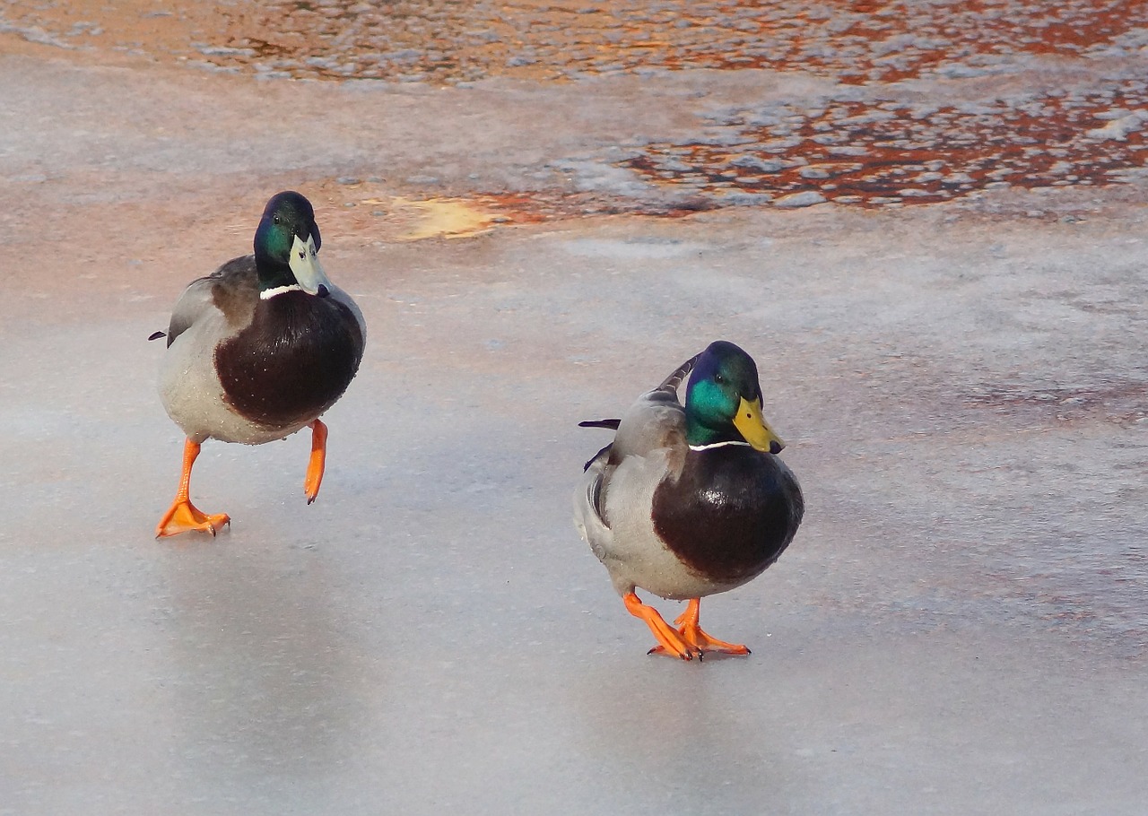 duck river ice free photo