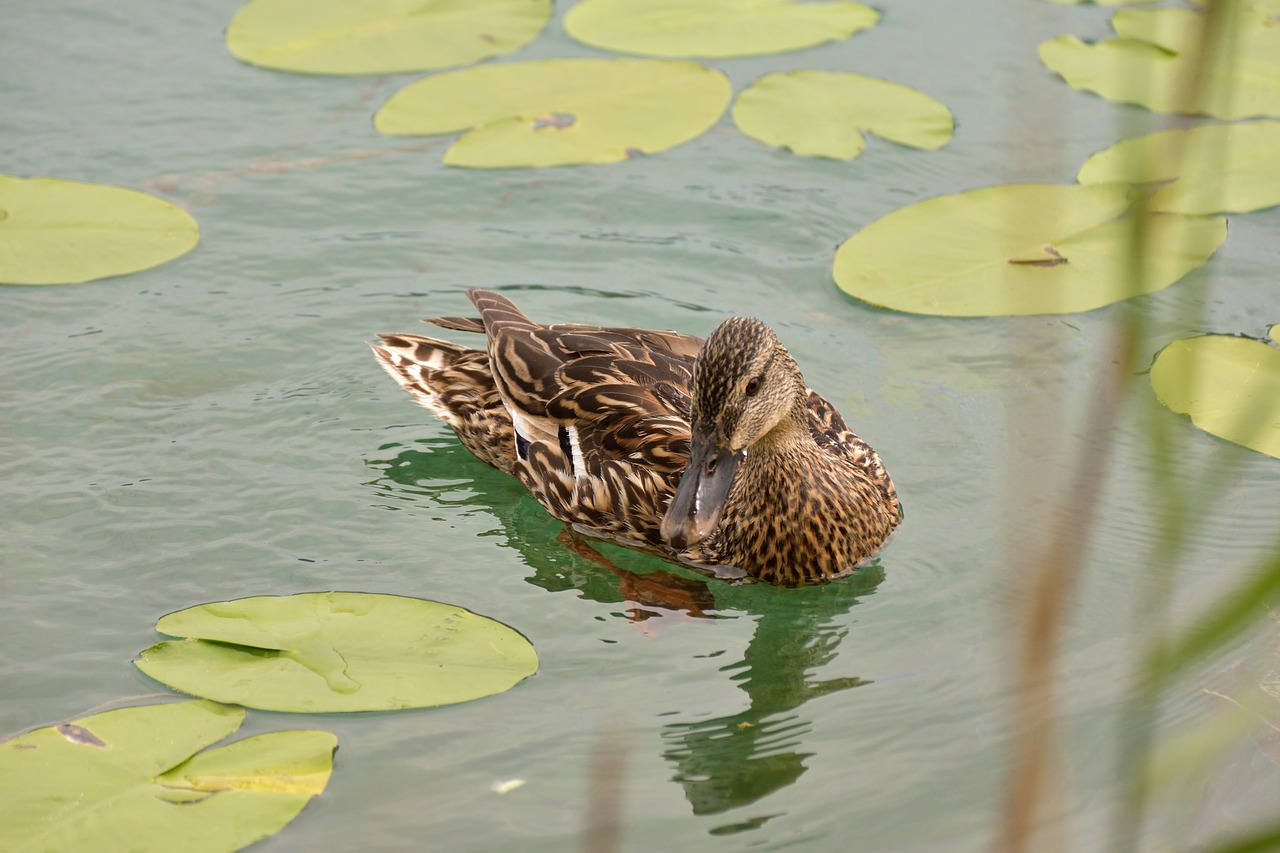 duck lily pad water free photo